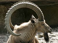 Ibex image