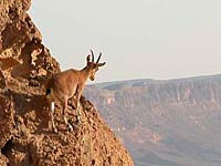 Ibex image