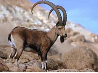 Ibex