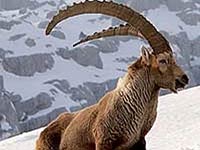 Ibex image