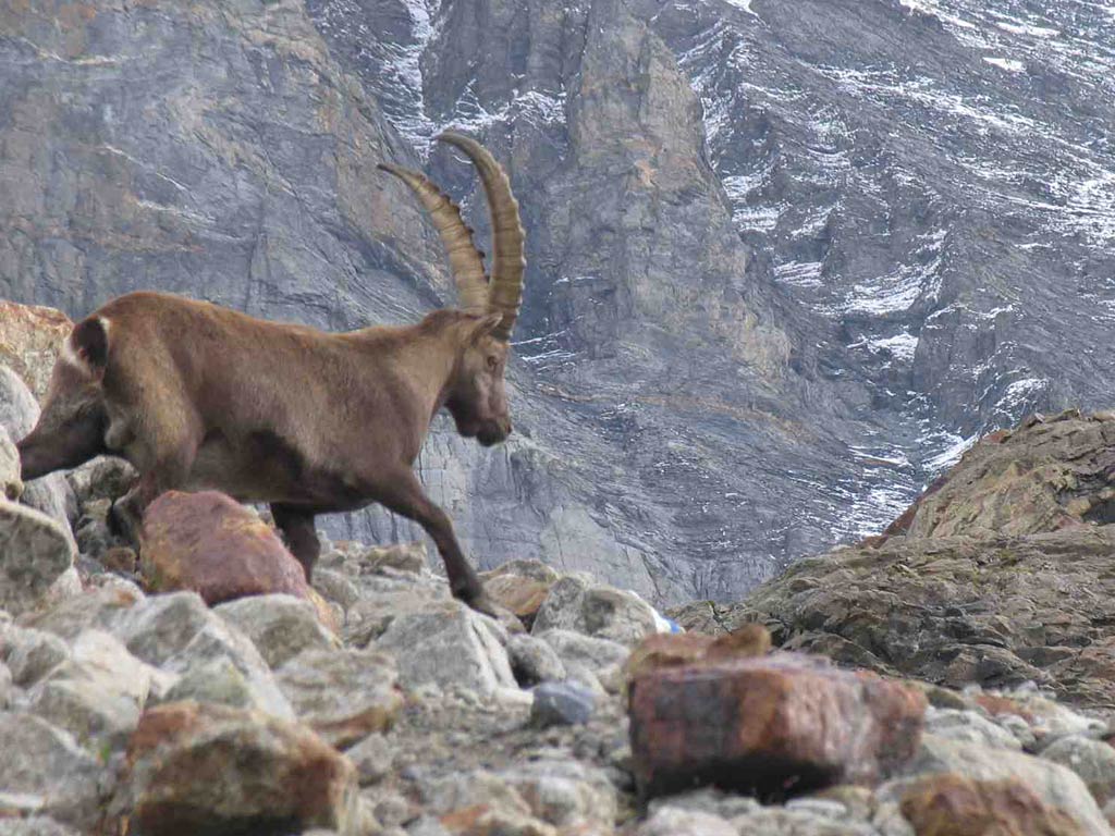 free Ibex wallpaper wallpapers download