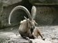 Ibex wallpaper