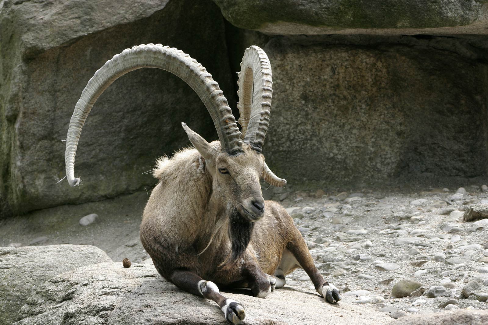 free Ibex wallpaper wallpapers download