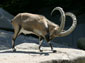 ibex wallpapers