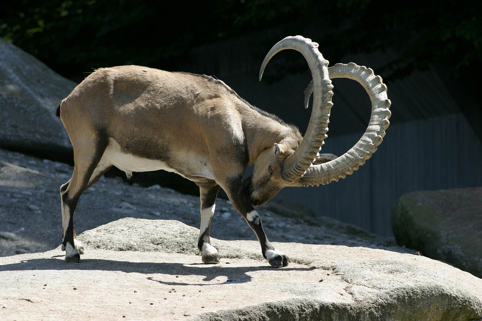 free Ibex wallpaper wallpapers and background