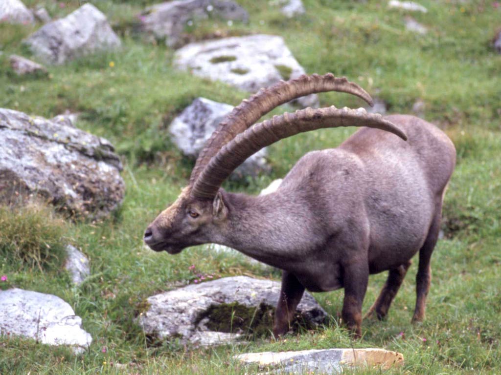 free Ibex wallpaper wallpapers download