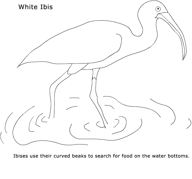 free Ibis coloring page