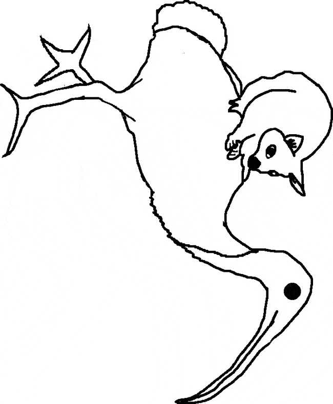 free Ibis coloring page