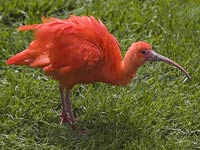 Ibis image