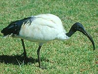 Ibis picture