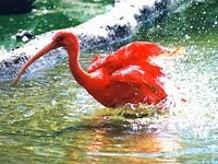 Ibis image