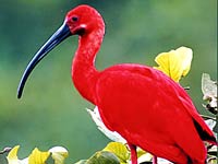 Ibis image