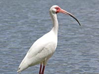 White Ibis at the water