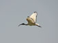 ibis wallpaper