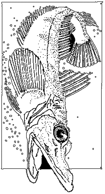 free Icefish coloring page