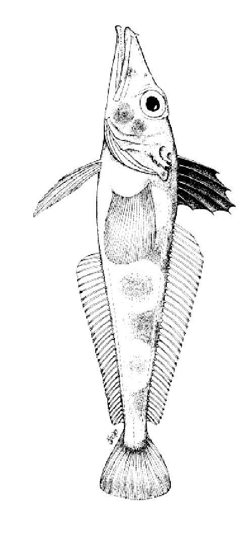 free Icefish coloring page