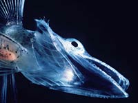 Icefish image