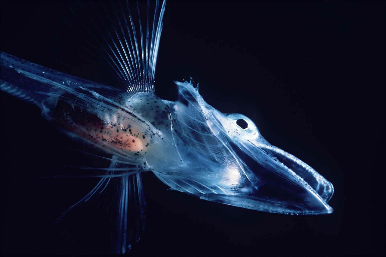 free Icefish wallpaper wallpapers download