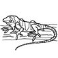 iguana coloring page