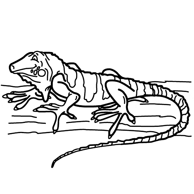 87 Top Coloring Pages Animals Iguana For Free