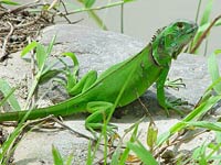 Iguana image