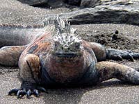 Iguana image