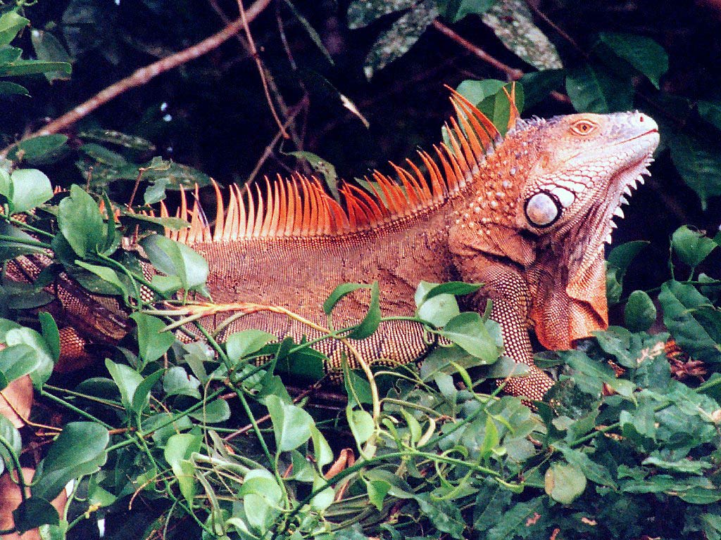 Red Iguana