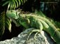 iguana wallpaper