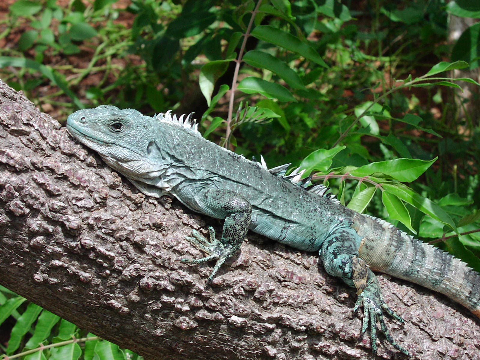 free Iguana wallpaper wallpaper