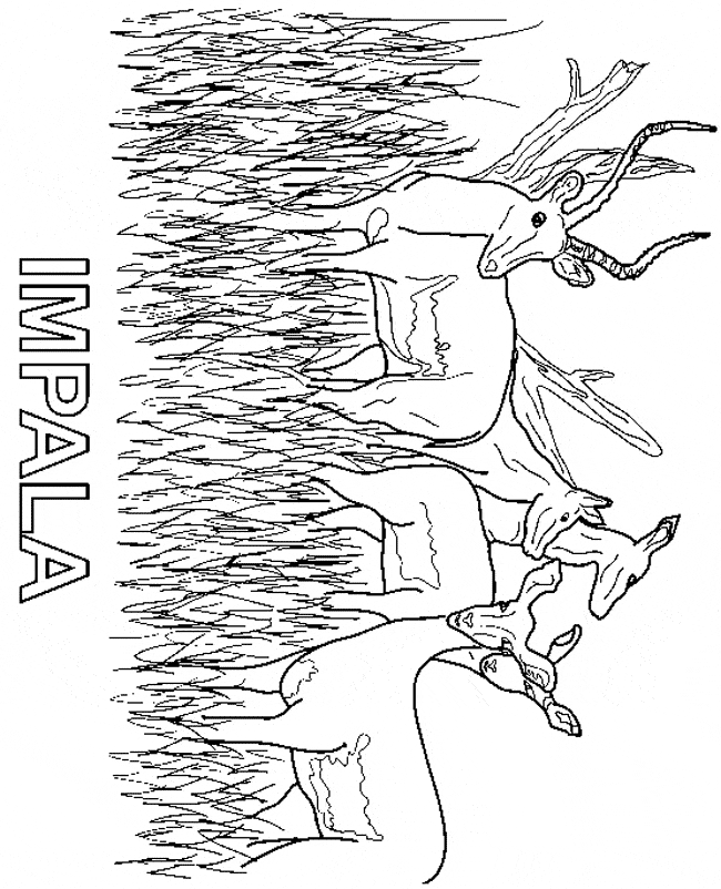 free Impala coloring page sheet
