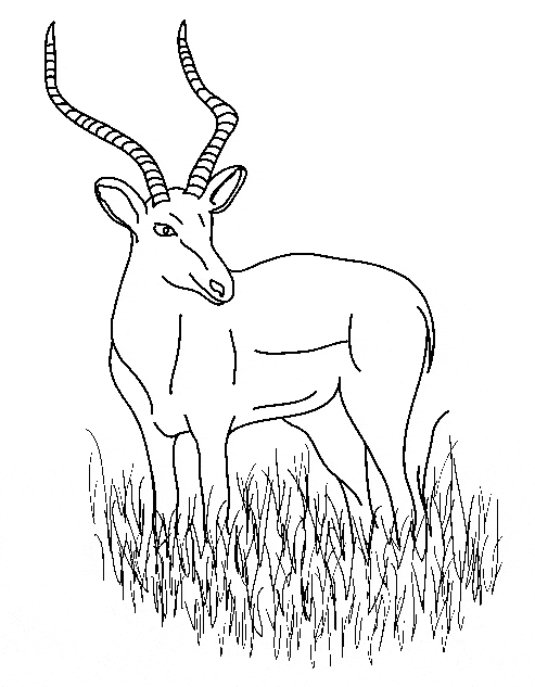 free Impala coloring page sheet