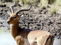 Impala image