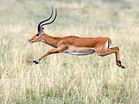 Impala image