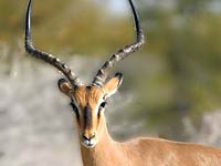 Impala image