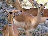 Impala image