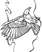 Imperial Eagle coloring page