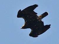 Imperial Eagle image