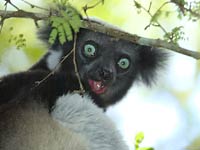 Indri image