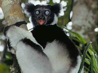 Indri image