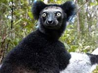 Indri image