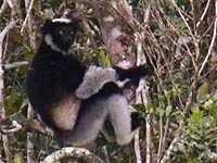 Indri image