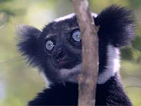 Indri image