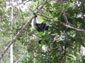 Indri wallpaper