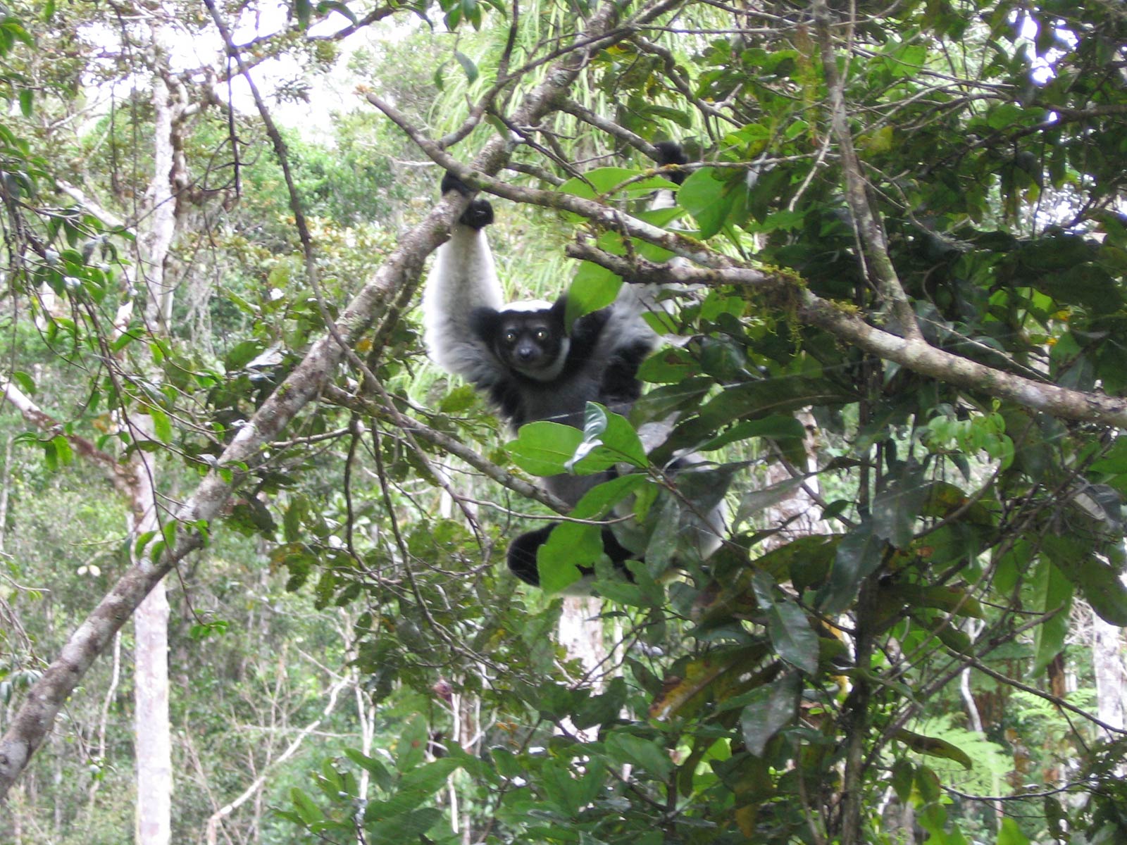 free Indri wallpaper wallpapers download