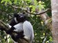 free indri wallpaper