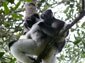 Indri wallpaper