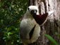 indri wallpaper