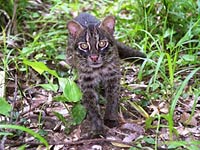 Iriomote Cat image