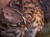 Iriomote Cat