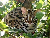 Iriomote Cat picture